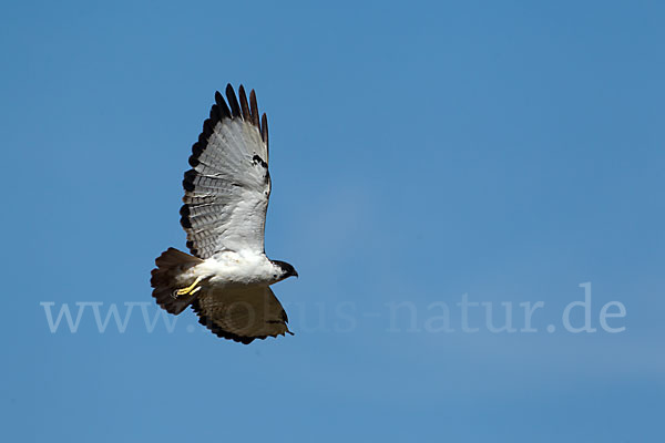 Augurbussard (Buteo augur)