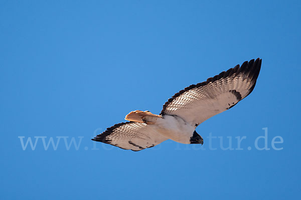 Augurbussard (Buteo augur)