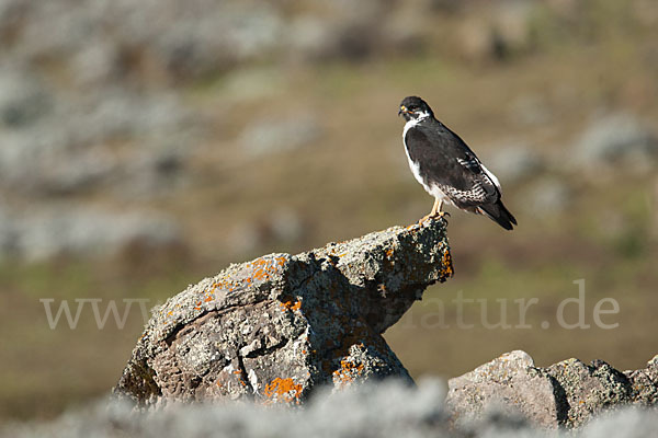 Augurbussard (Buteo augur)