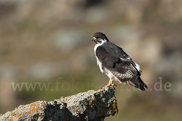 Augurbussard (Buteo augur)