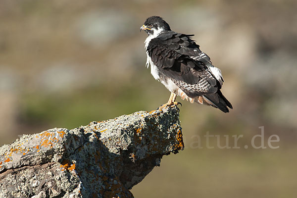 Augurbussard (Buteo augur)