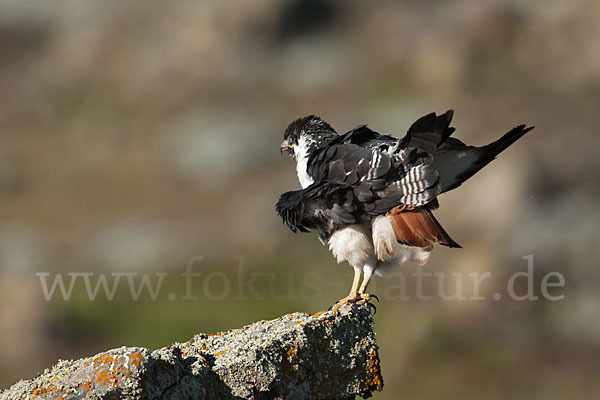 Augurbussard (Buteo augur)