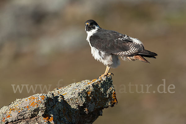 Augurbussard (Buteo augur)