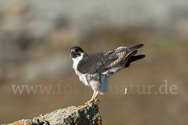 Augurbussard (Buteo augur)