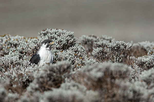 Augurbussard (Buteo augur)