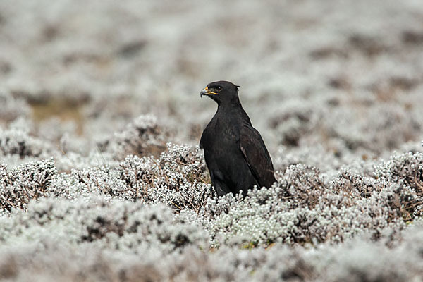 Augurbussard (Buteo augur)