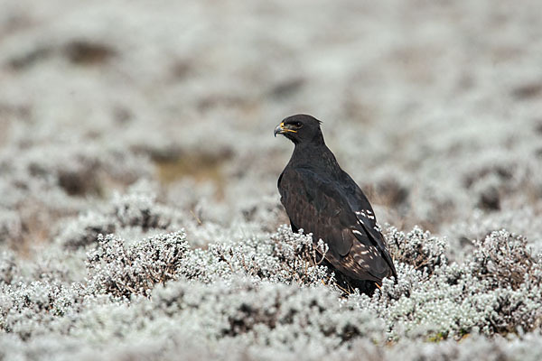 Augurbussard (Buteo augur)