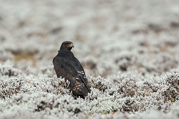 Augurbussard (Buteo augur)