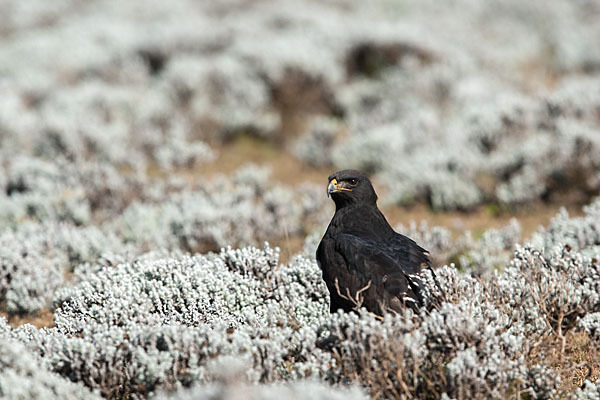 Augurbussard (Buteo augur)