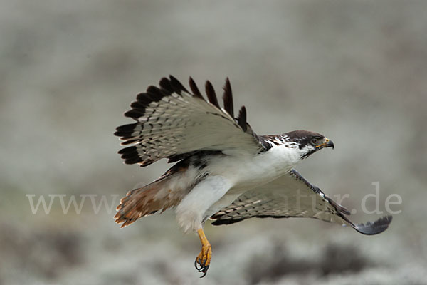 Augurbussard (Buteo augur)