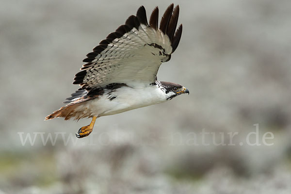 Augurbussard (Buteo augur)