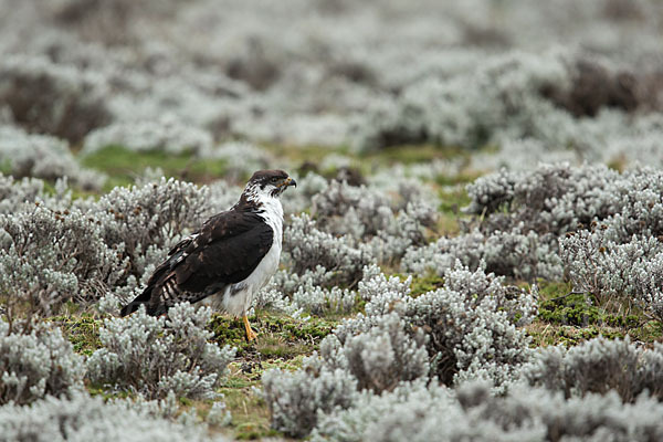 Augurbussard (Buteo augur)