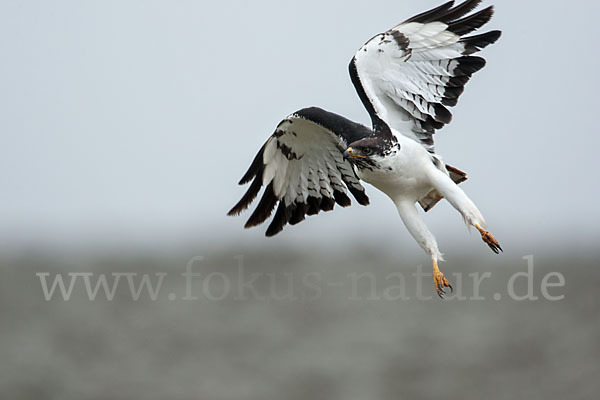 Augurbussard (Buteo augur)