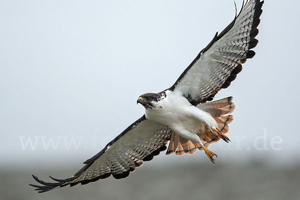 Augurbussard (Buteo augur)