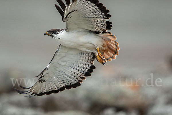 Augurbussard (Buteo augur)