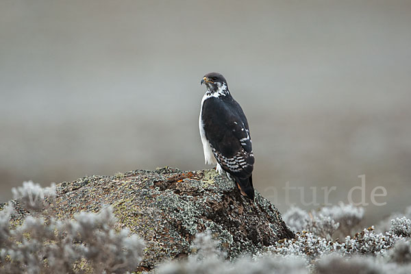 Augurbussard (Buteo augur)