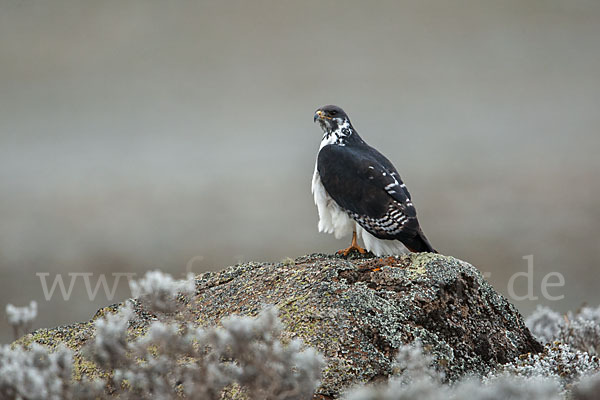 Augurbussard (Buteo augur)