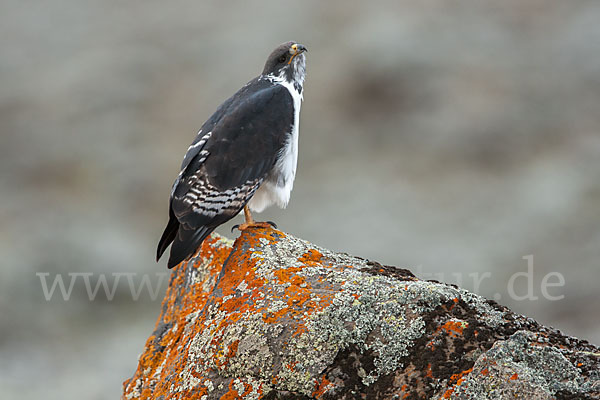 Augurbussard (Buteo augur)