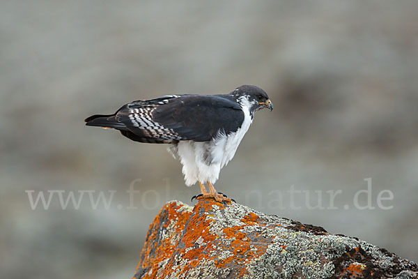 Augurbussard (Buteo augur)