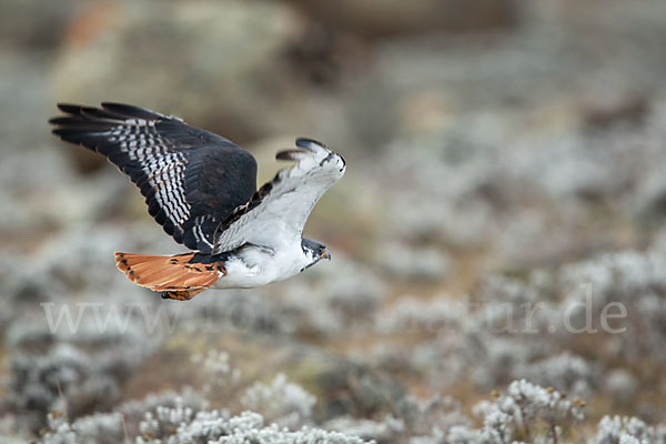 Augurbussard (Buteo augur)