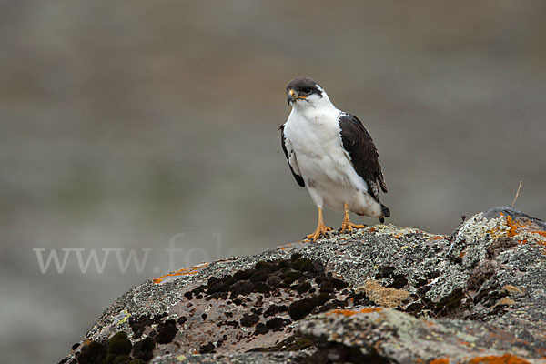 Augurbussard (Buteo augur)