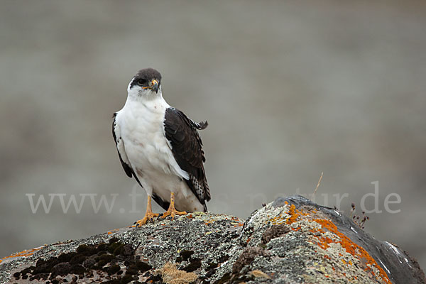 Augurbussard (Buteo augur)