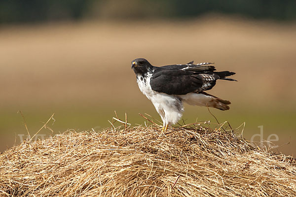 Augurbussard (Buteo augur)