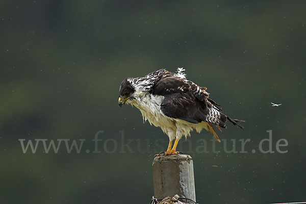 Augurbussard (Buteo augur)