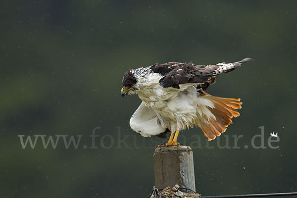 Augurbussard (Buteo augur)