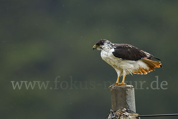 Augurbussard (Buteo augur)