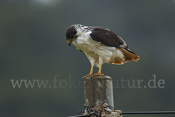 Augurbussard (Buteo augur)