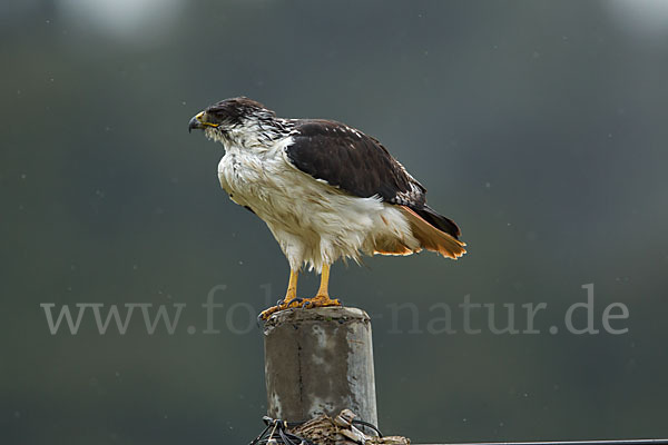 Augurbussard (Buteo augur)