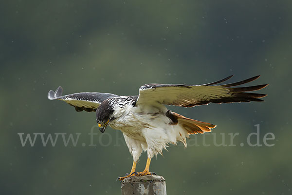 Augurbussard (Buteo augur)