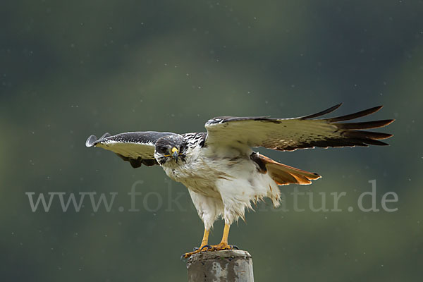 Augurbussard (Buteo augur)