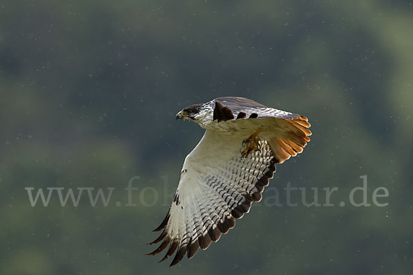 Augurbussard (Buteo augur)