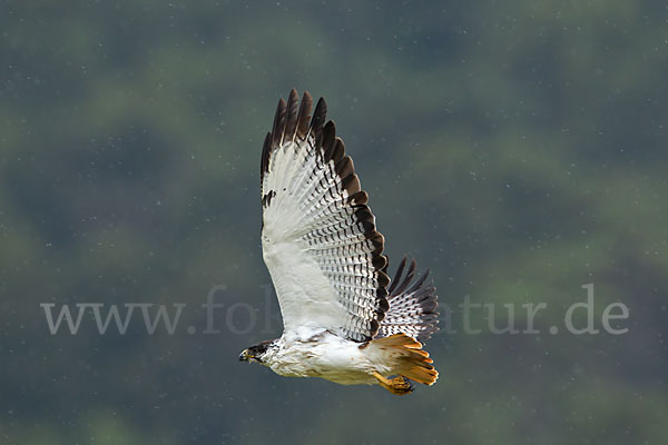 Augurbussard (Buteo augur)