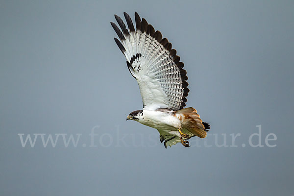 Augurbussard (Buteo augur)