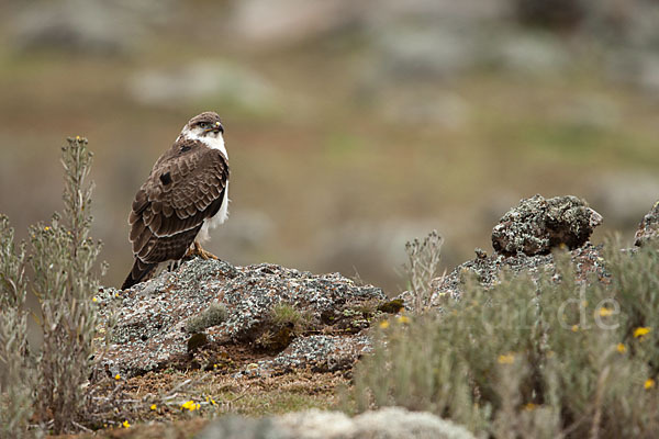 Augurbussard (Buteo augur)