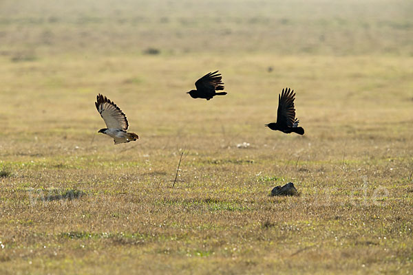 Augurbussard (Buteo augur)