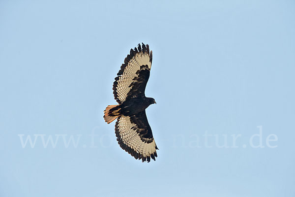 Augurbussard (Buteo augur)