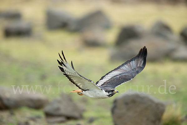 Augurbussard (Buteo augur)