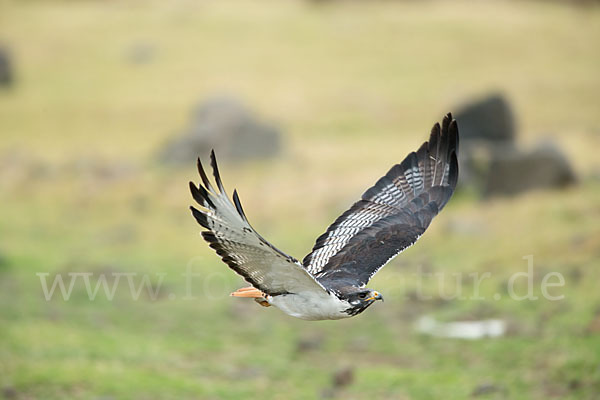 Augurbussard (Buteo augur)