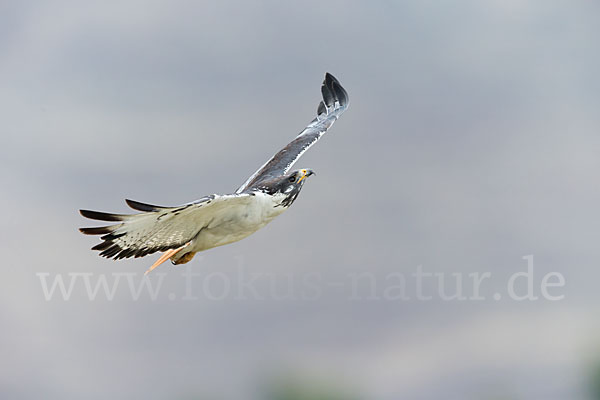 Augurbussard (Buteo augur)