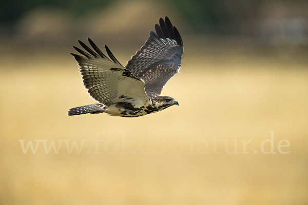 Augurbussard (Buteo augur)