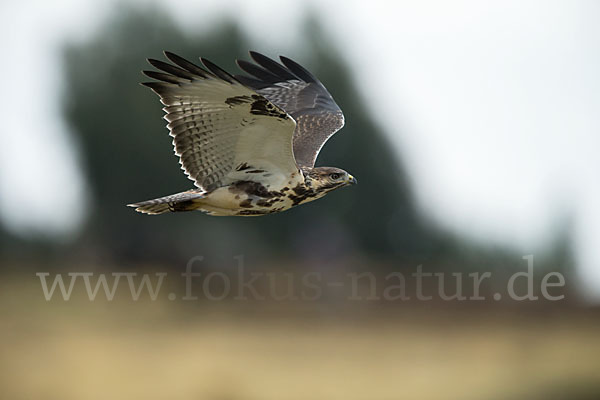 Augurbussard (Buteo augur)