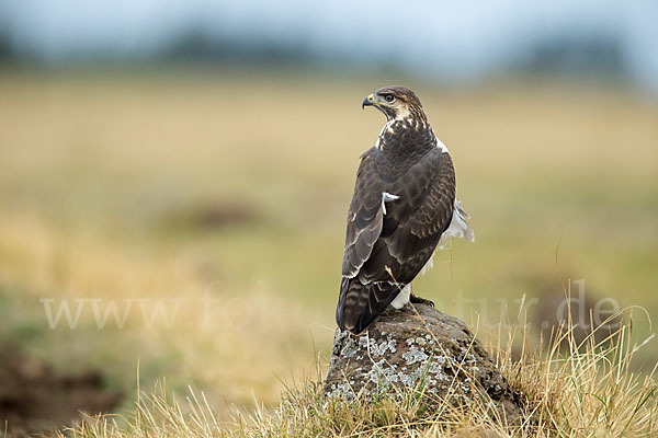 Augurbussard (Buteo augur)