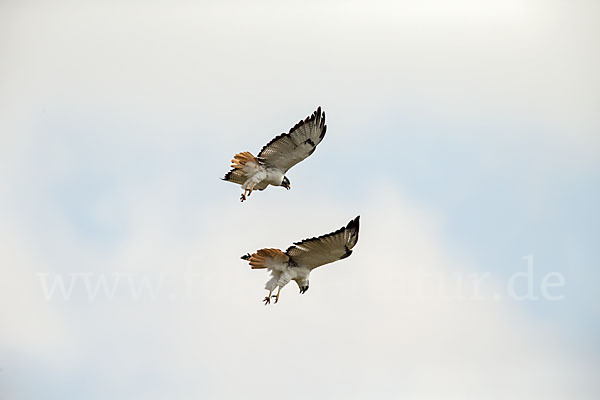 Augurbussard (Buteo augur)