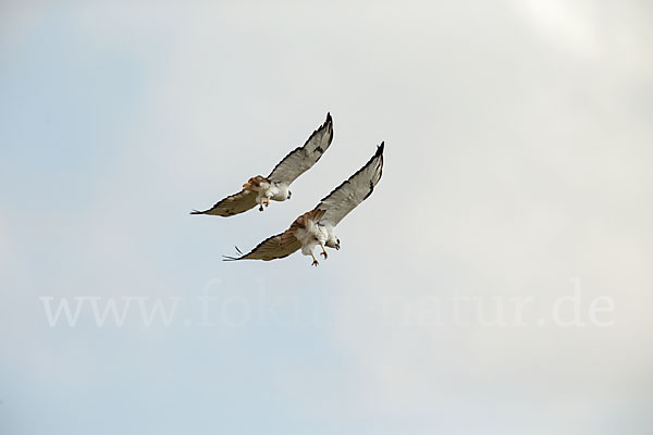 Augurbussard (Buteo augur)