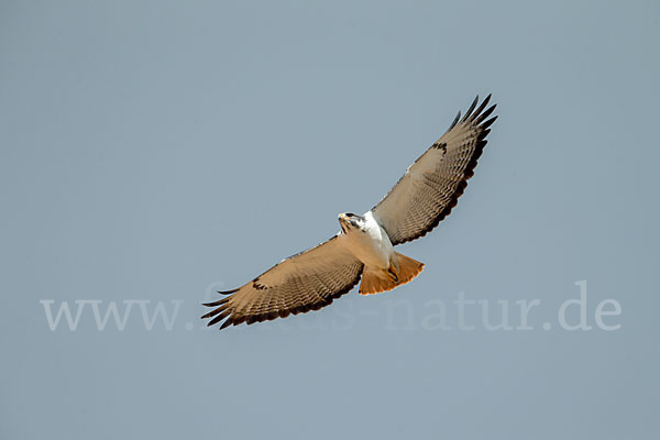 Augurbussard (Buteo augur)