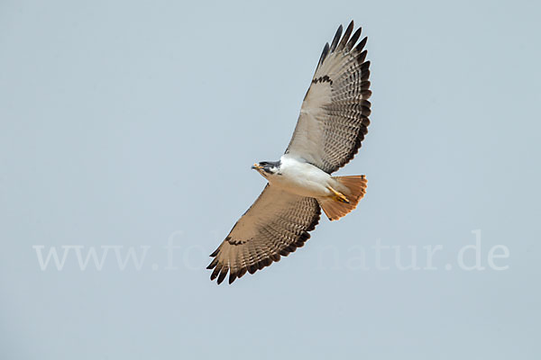 Augurbussard (Buteo augur)